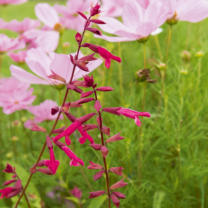 Siersalie Wendys Wish - Willemse