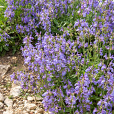 Salvia lavandulifolia - Spaanse salie - Salie