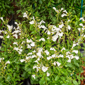 Salvia microphylla Gletsjer - Siersalie Gletsjer - Salie