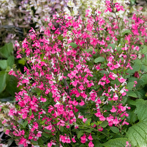 Salvia microphylla Pink Lips - Salie Pink Lips - Salie