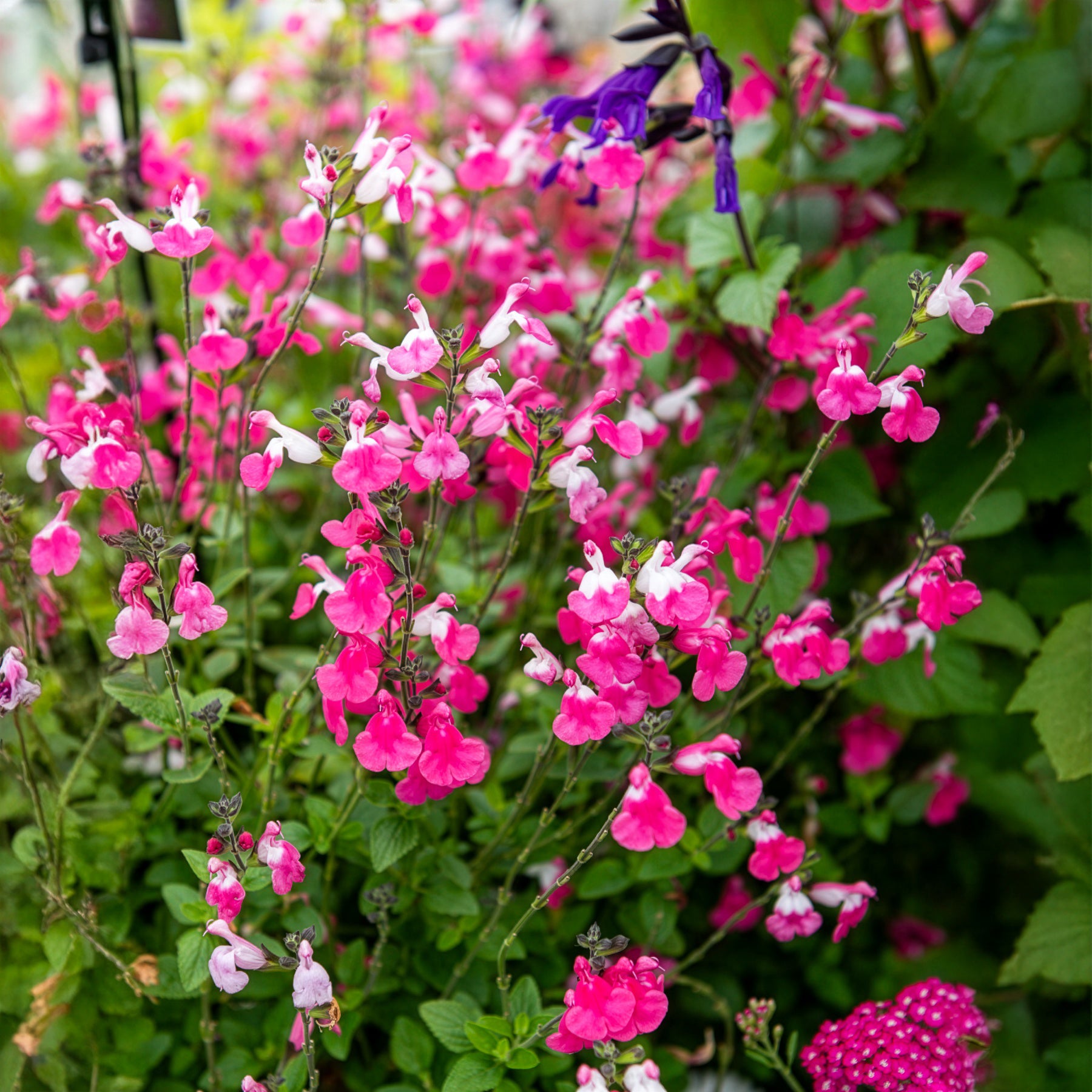 Salie - Salie Pink Lips - Salvia microphylla Pink Lips