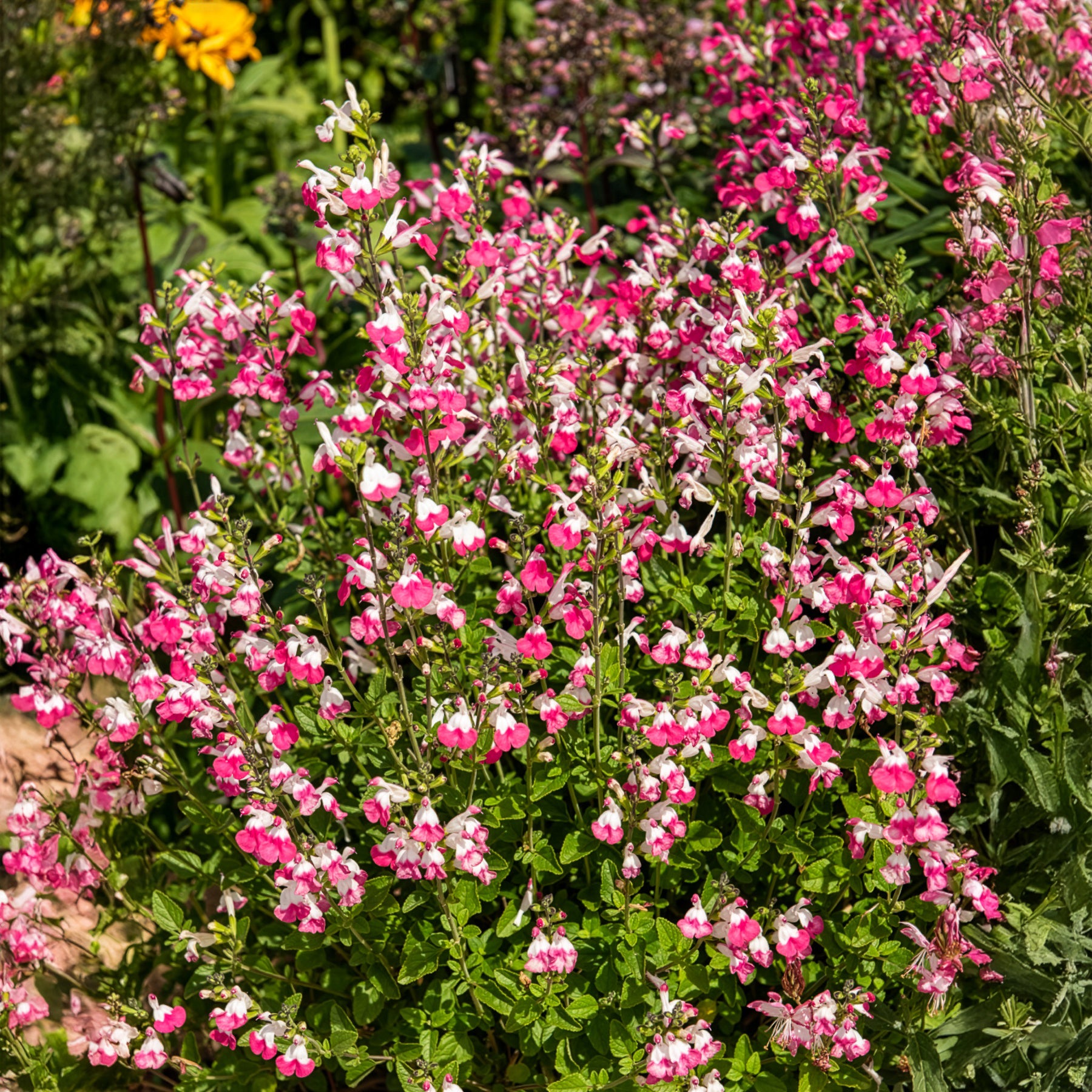 Salie Pink Lips - Willemse