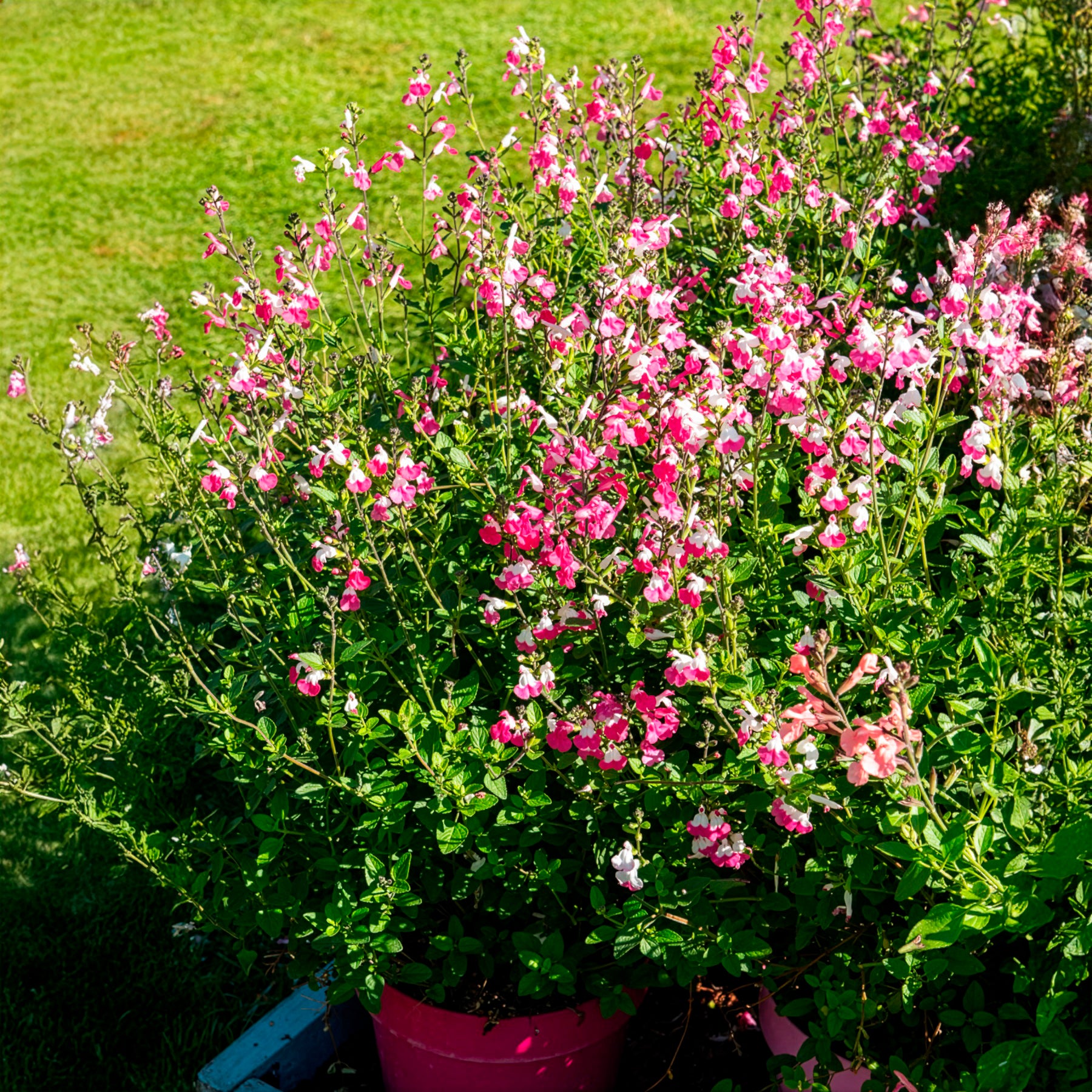 Salie Pink Lips - Salvia microphylla Pink Lips - Willemse