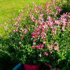 Salie Pink Lips - Salvia microphylla Pink Lips - Willemse
