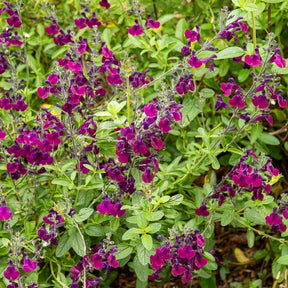 Siersalie papillon de nuit - Salvia Nachtvlinder - Willemse