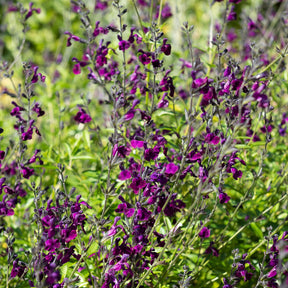 Siersalie papillon de nuit - Willemse