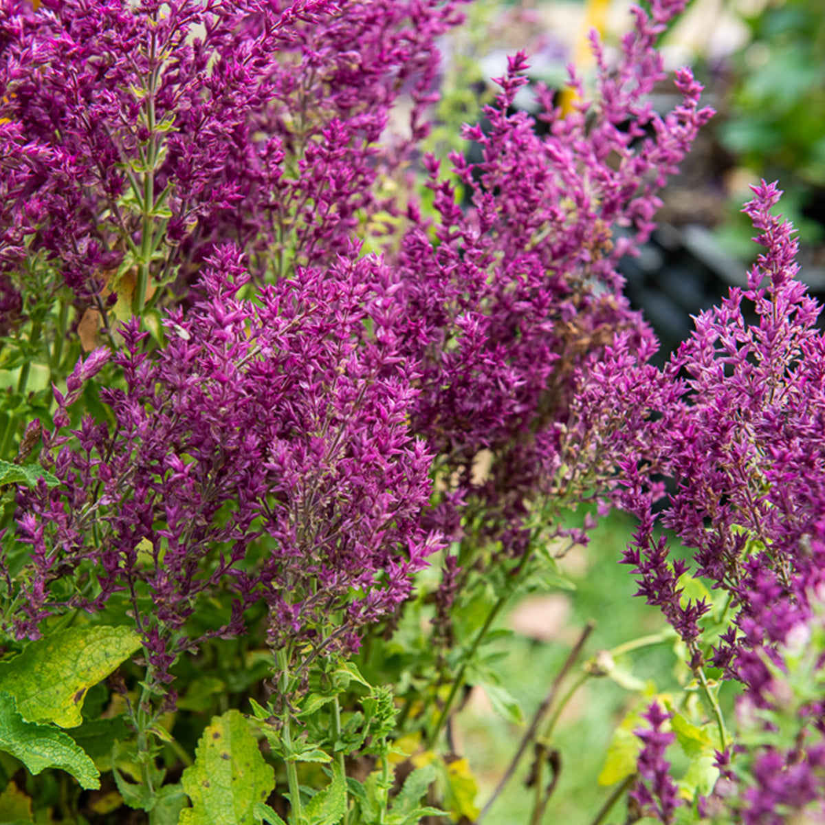 Bossalie 'Schwellenburg' - Willemse