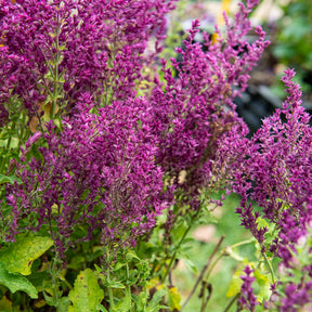 Bossalie 'Schwellenburg' - Willemse