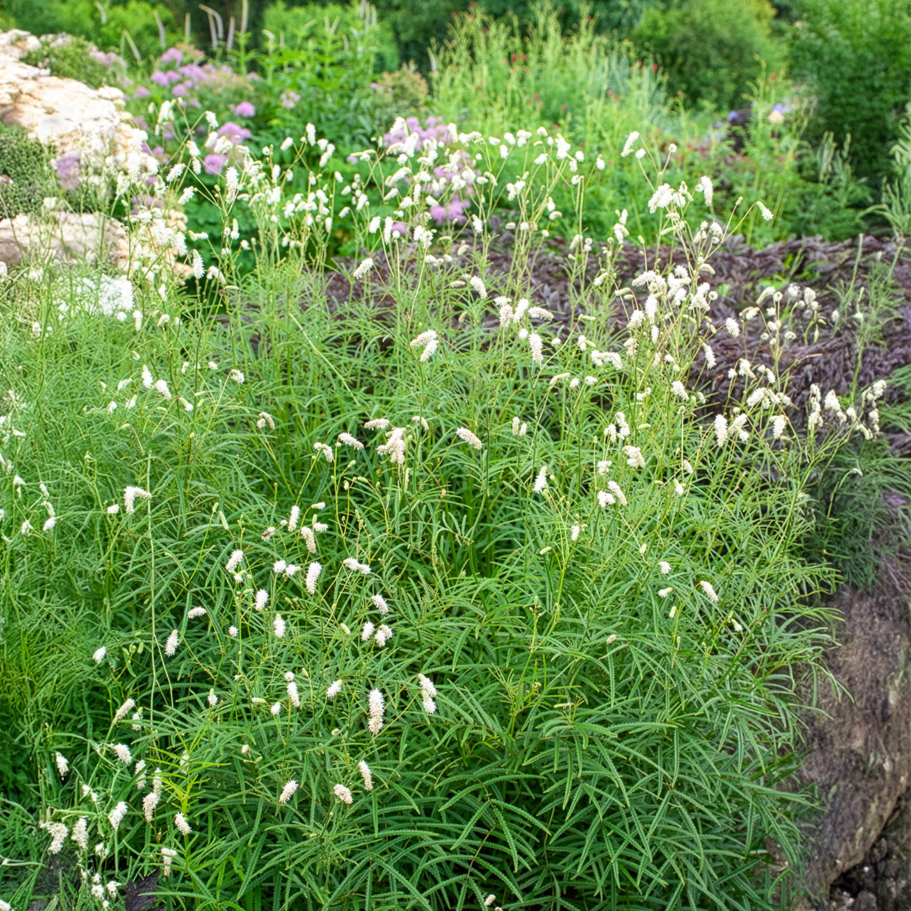 Sanguisorba tenuifolia - Pimpernel Alba - Pimpernel