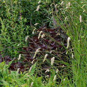 Pimpernel Alba - Sanguisorba tenuifolia - Willemse