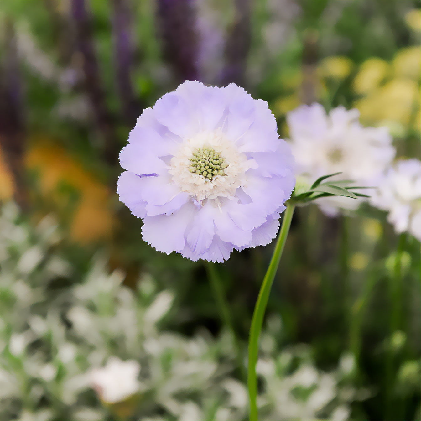 Kaukasische Scabiosa Perfecta - Willemse