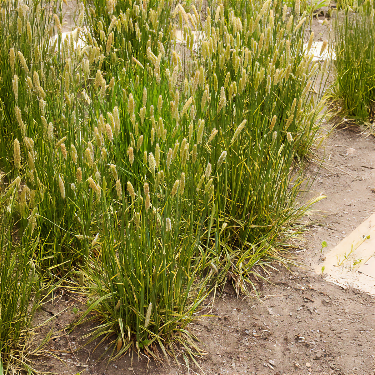 Vossestaart - Willemse