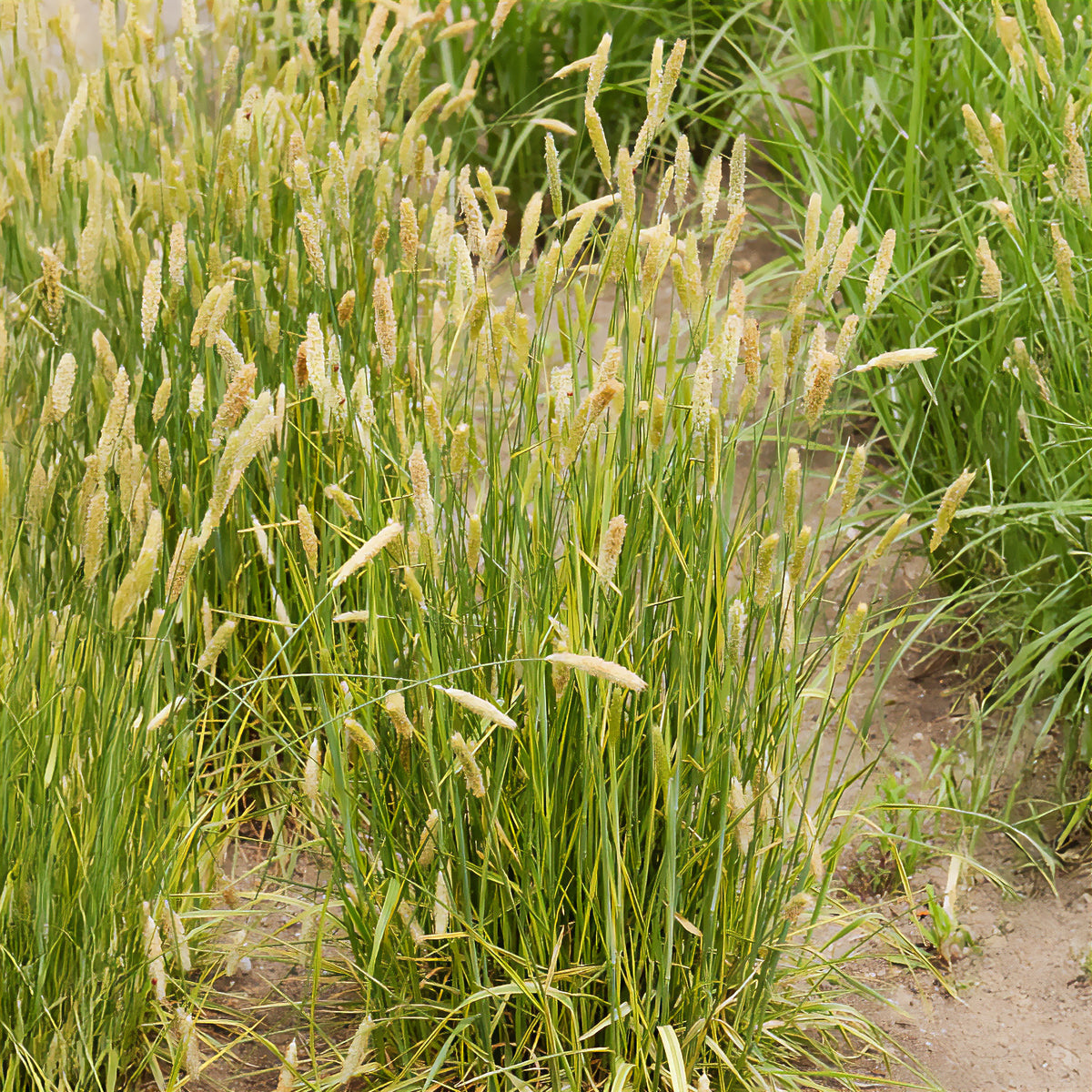 Vossestaart - Alopecurus pratensis Aureovariegatus - Willemse