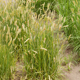 Vossestaart - Alopecurus pratensis Aureovariegatus - Willemse