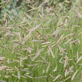 Muskietgras - Bouteloua gracilis - Willemse