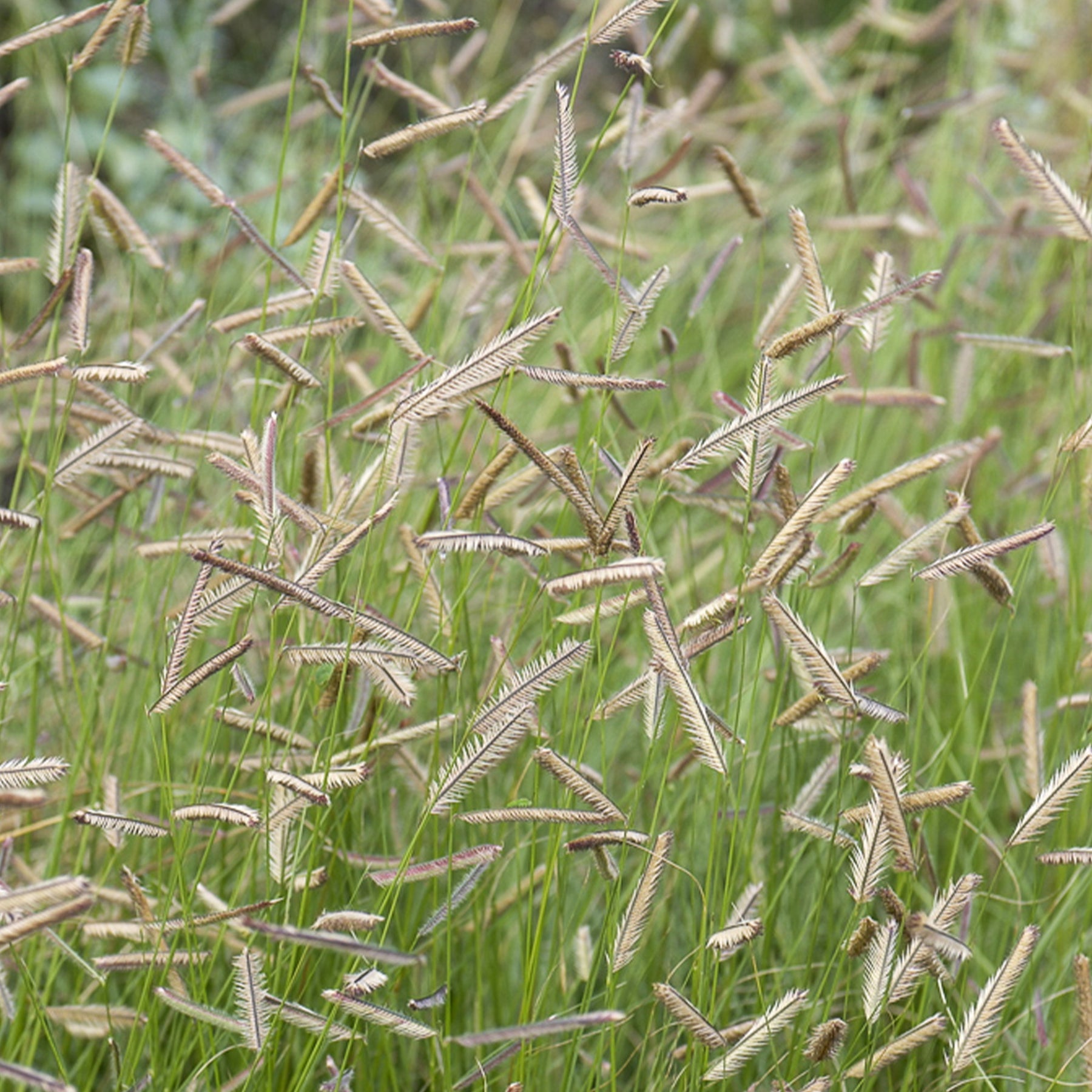 Muskietgras - Bouteloua gracilis - Willemse