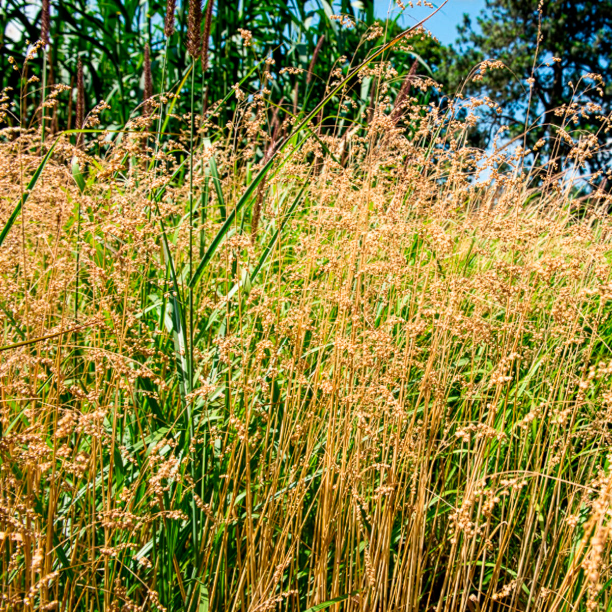 Bevertje / Trilgras Brize - Briza media - Willemse