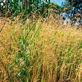 Bevertje / Trilgras Brize - Briza media - Willemse