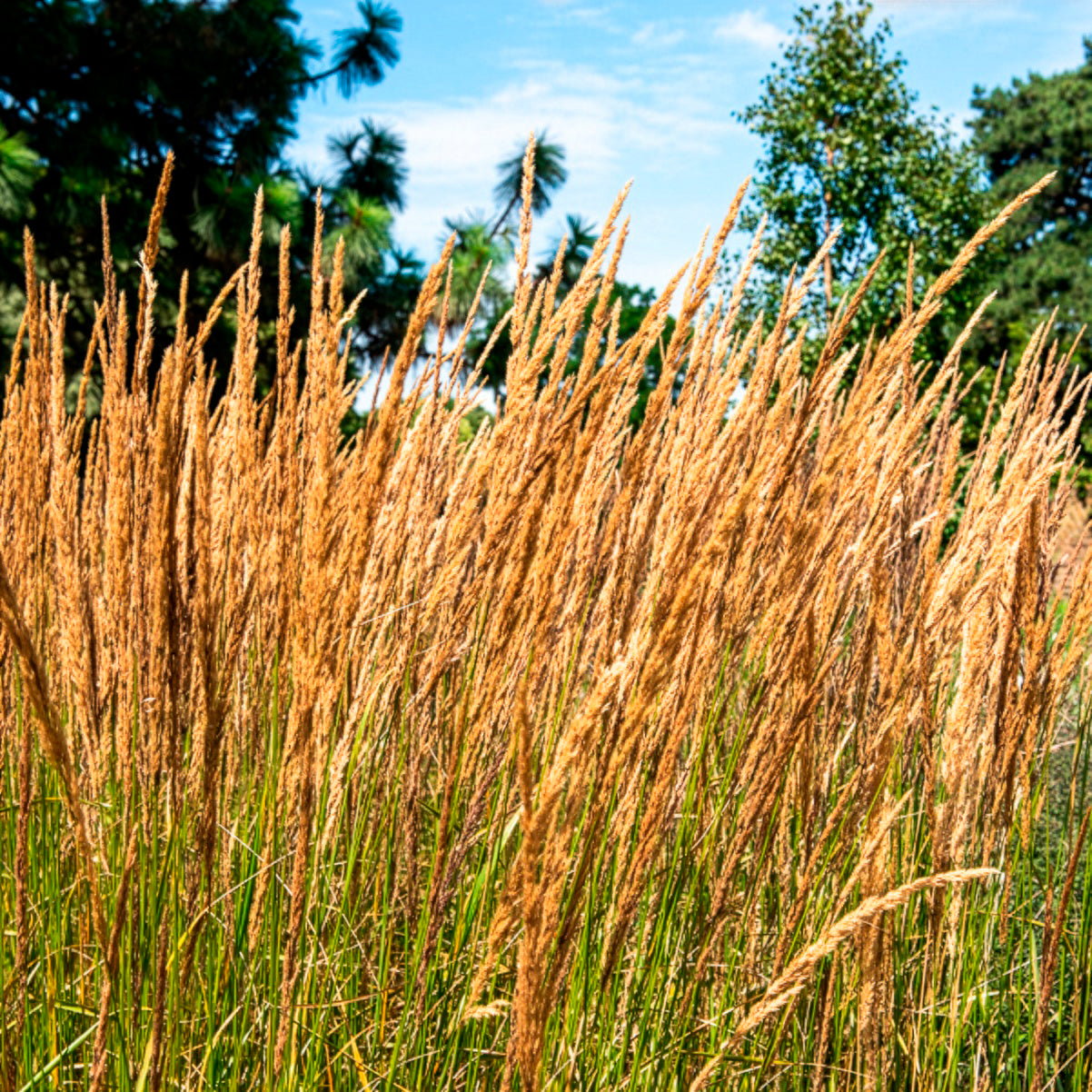 Struisriet 'Karl Foerster' - Calamagrostis x acutiflora Karl Foerster - Willemse