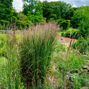 Struisriet 'Karl Foerster' - Siergrassen - Willemse