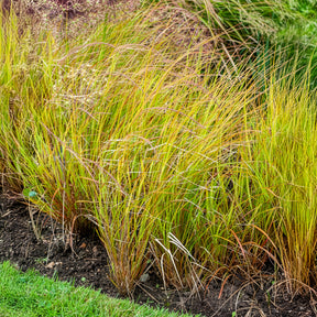 Vedergras arundinacea - Willemse