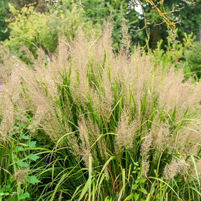Diamantgras - Calamagrostis arundinacea var. brachytricha - Willemse