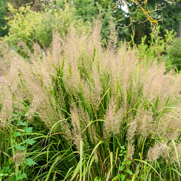 Diamantgras - Calamagrostis arundinacea var. brachytricha - Willemse