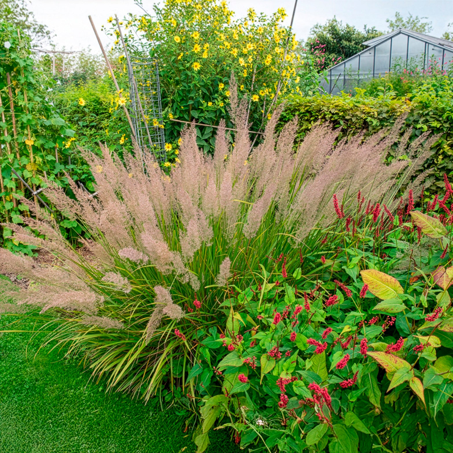 Verkoop Diamantgras - Calamagrostis arundinacea var. brachytricha
