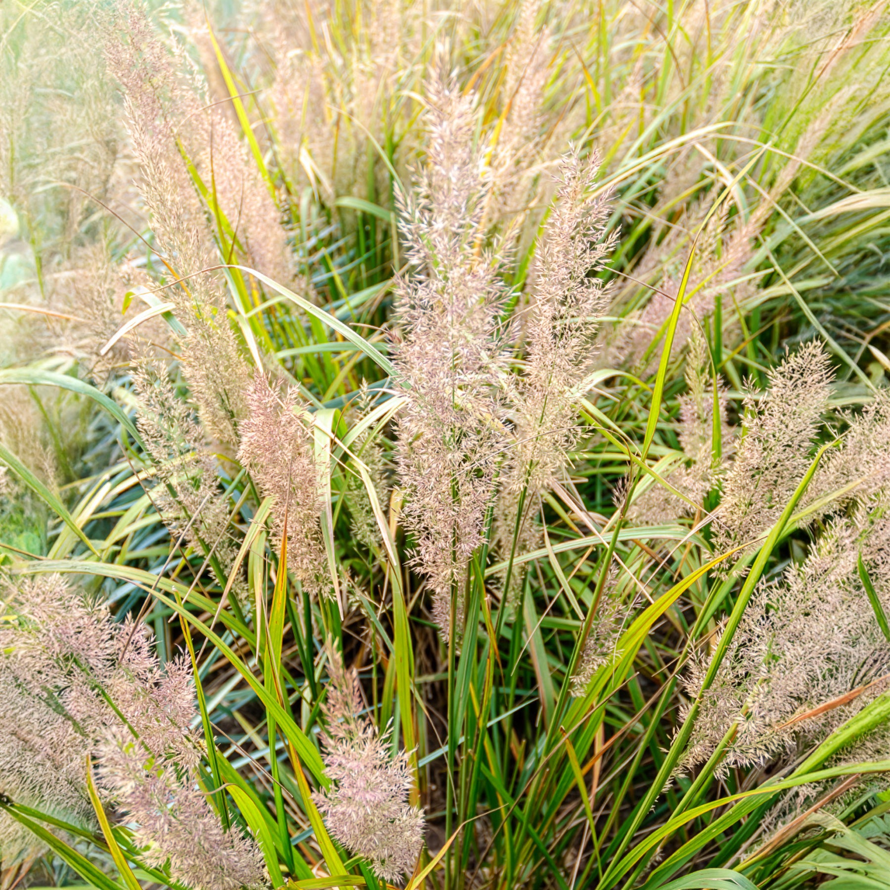 Diamantgras - Siergrassen - Willemse