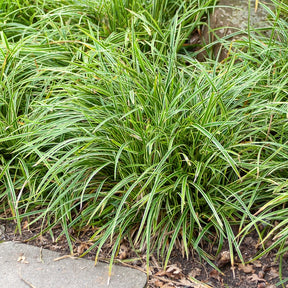 Japanse zegge 'Ice Dance' - Carex morrowii Ice Dance - Willemse