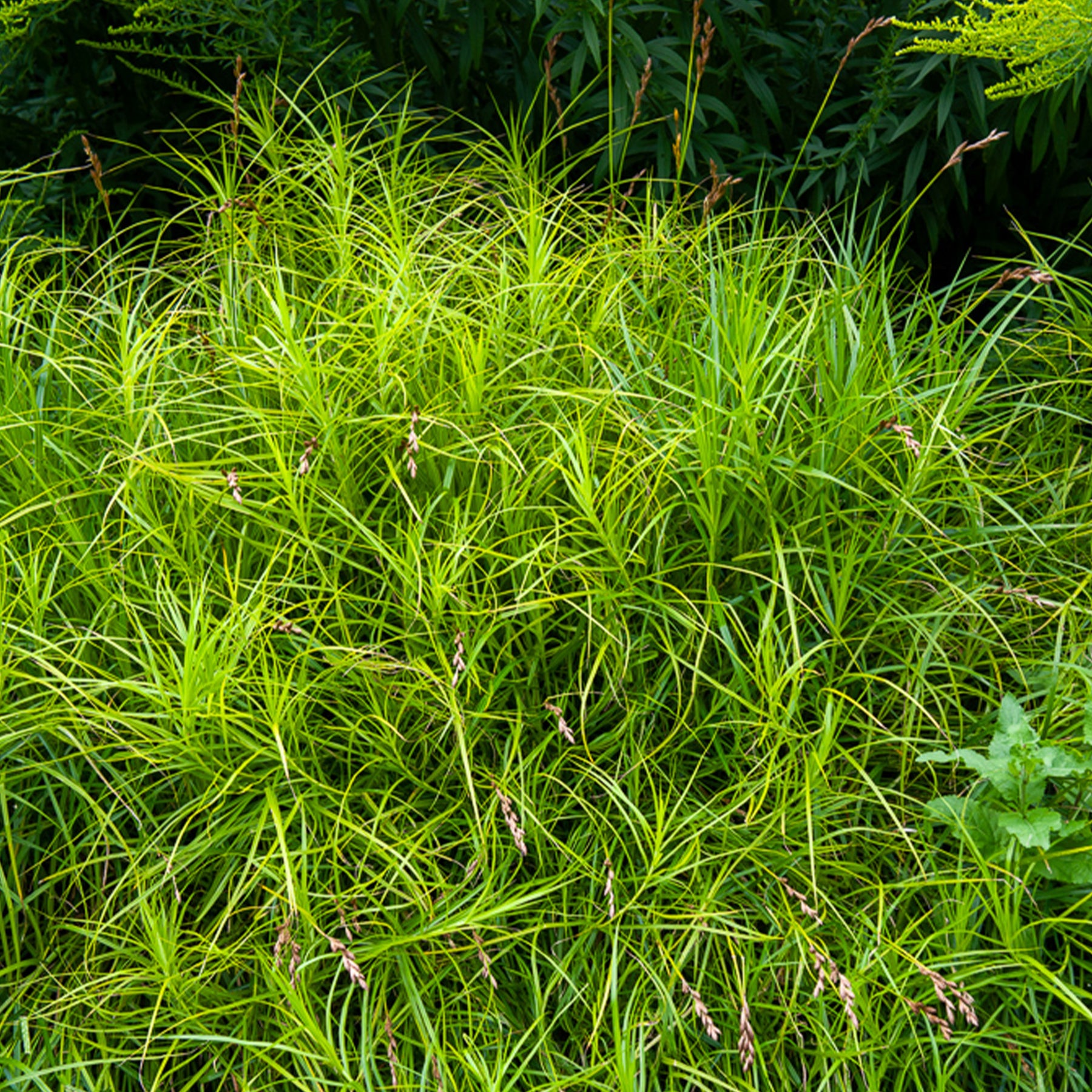 Palmzegge - Carex muskingumensis - Willemse