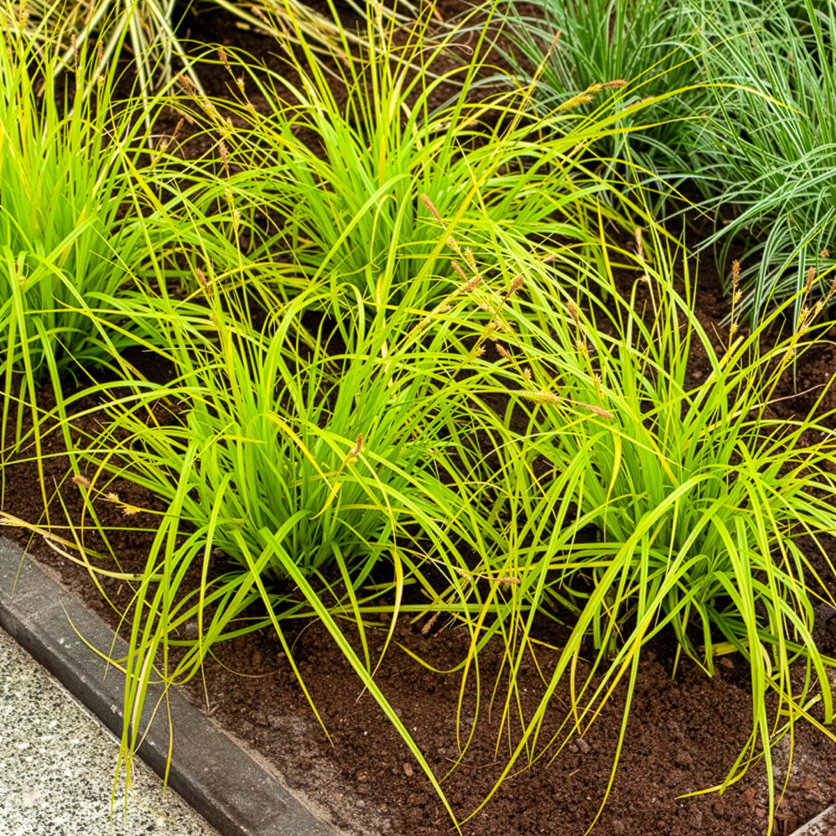 Japanse zegge Everillo® - Carex oshimensis Everillo - Willemse