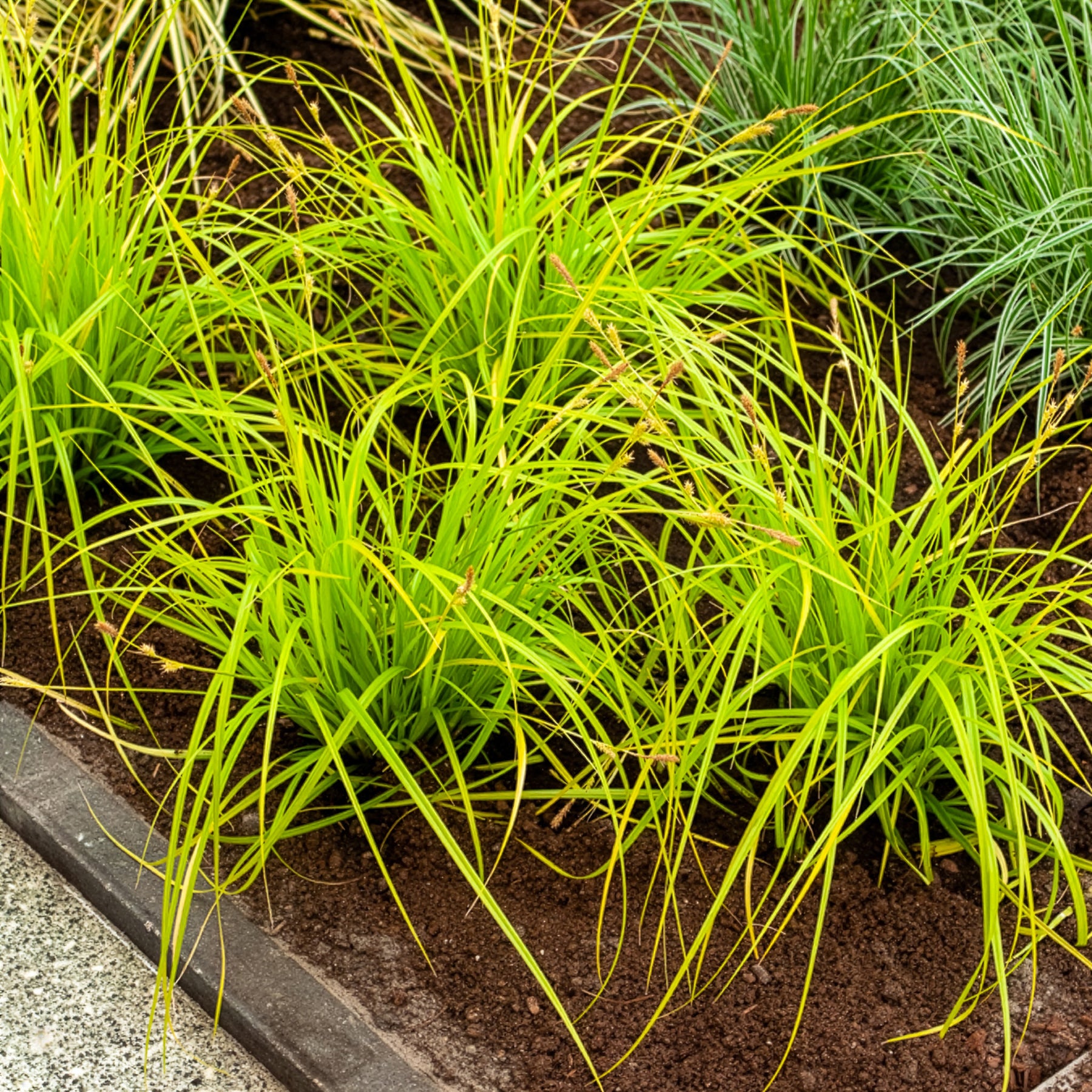 Japanse zegge Everillo® - Carex oshimensis Everillo - Willemse