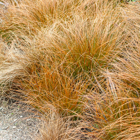Zegge Testacea - Carex testacea - Willemse