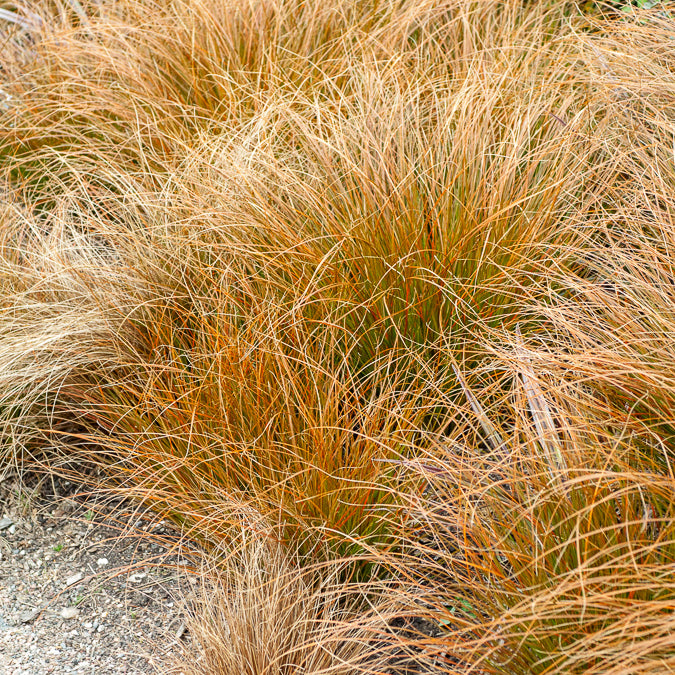 Zegge Testacea - Carex testacea - Willemse