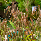 Plataargras - Chasmanthium latifolium - Willemse