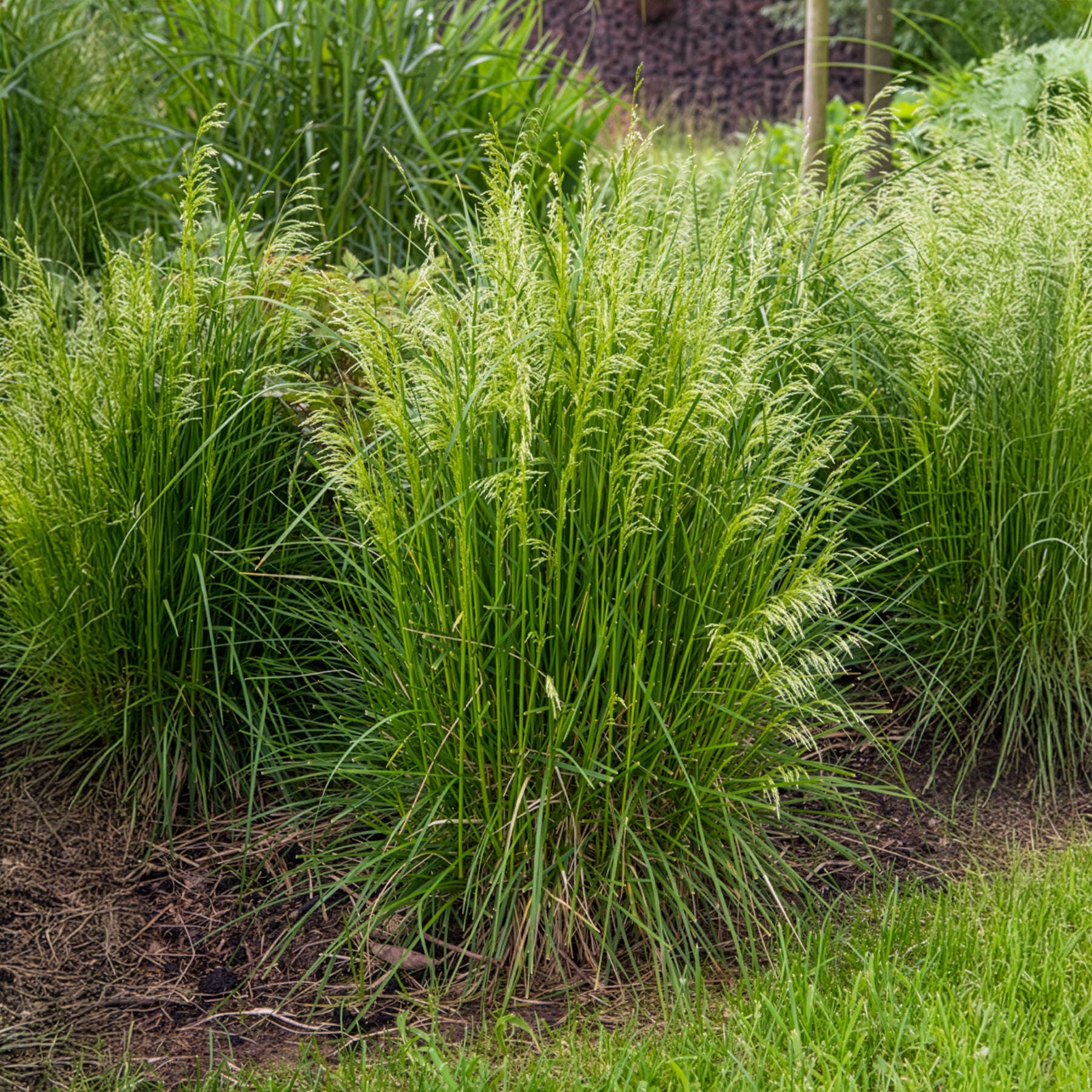 Smele - Smele - Deschampsia cespitosa