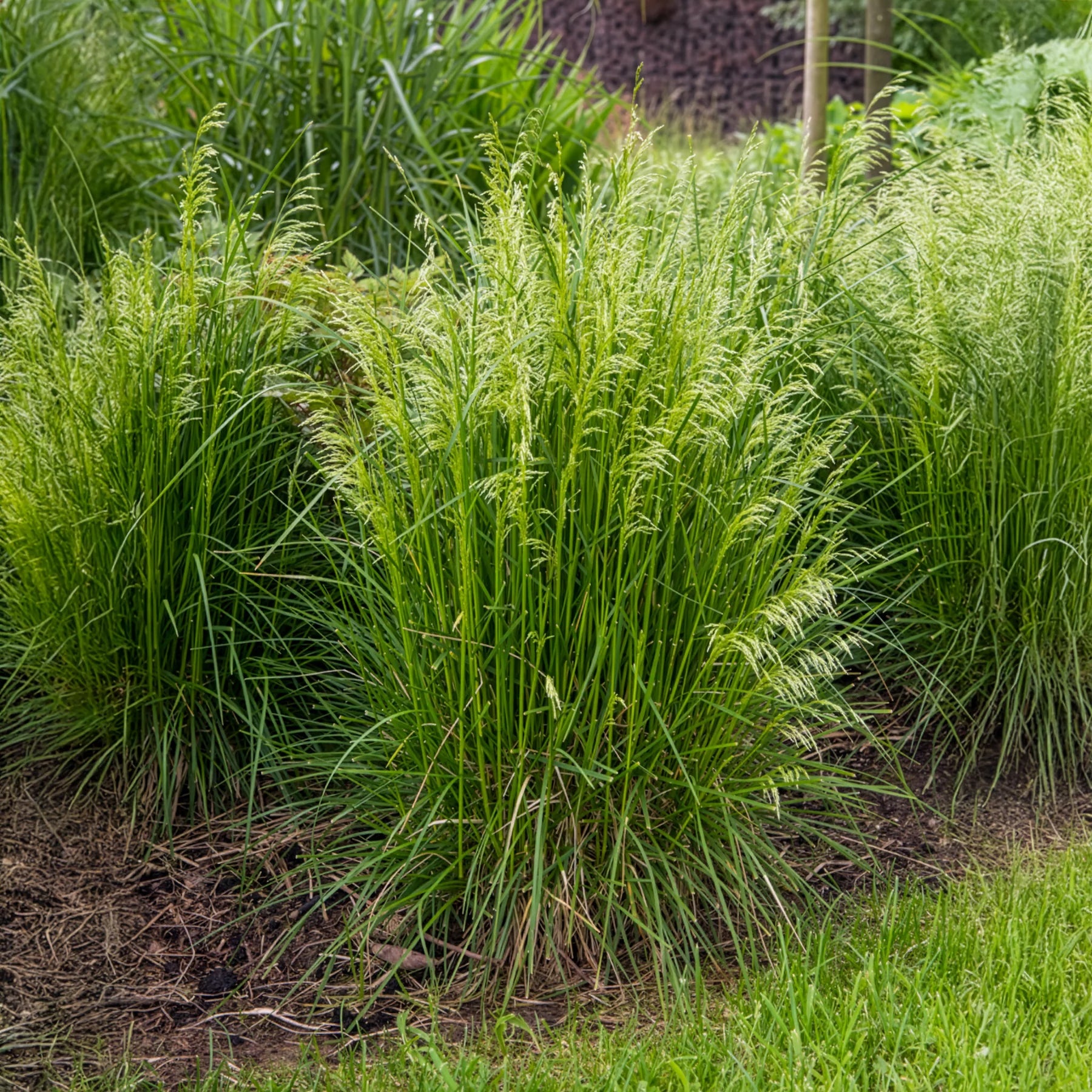Verkoop 5 vaste planten voor zonnige border