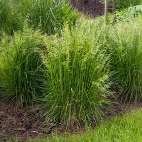 Verkoop 5 vaste planten voor zonnige border