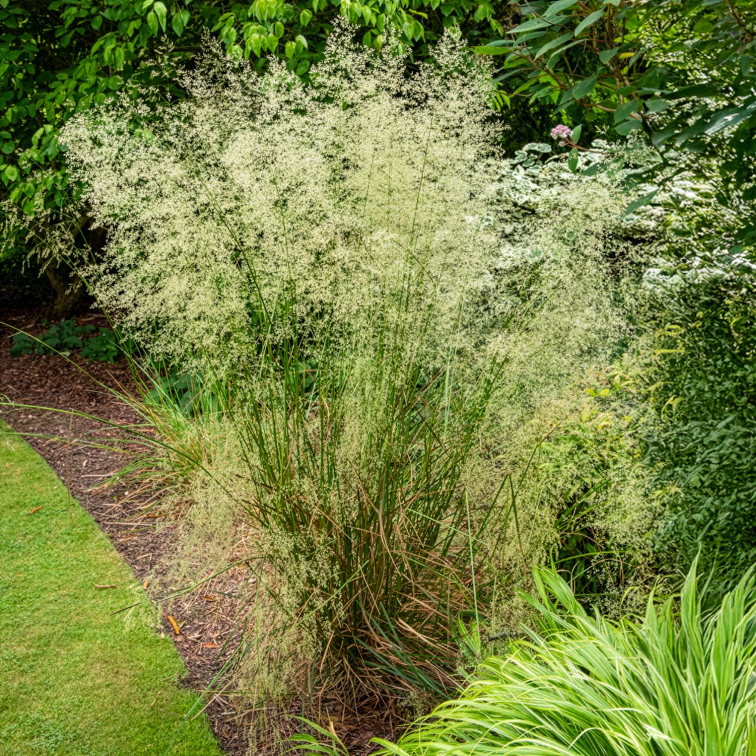 Smele - Deschampsia cespitosa - Willemse