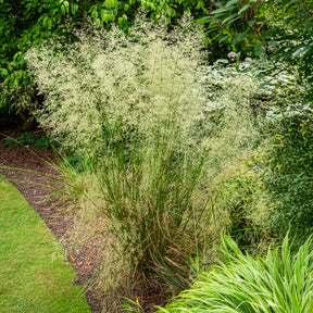 Smele - Deschampsia cespitosa - Willemse