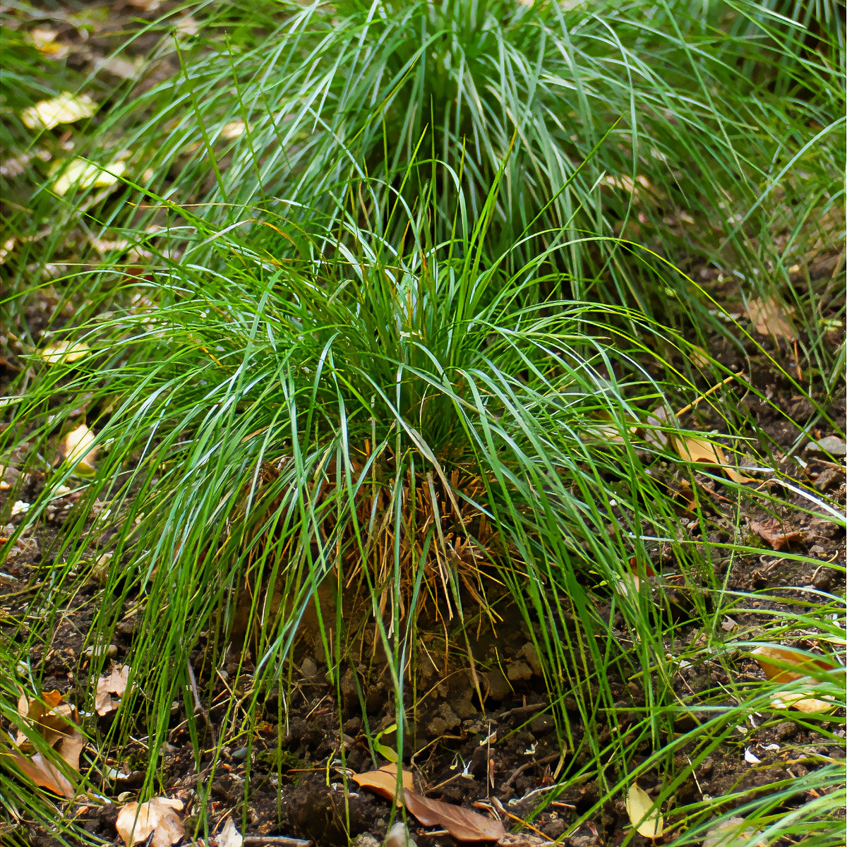 Smele Goldschleie - Willemse