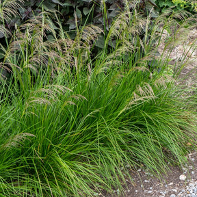 Verkoop Smele Goldtau - Deschampsia cespitosa goldtau