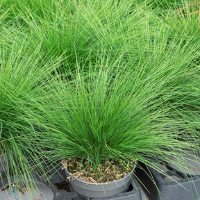 Blauw schapegras améthyste - Willemse