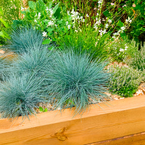Blauw schapegras Elijah - Festuca glauca Elijah Blue - Willemse