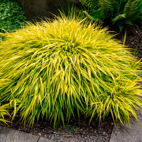 Hakonechloa macra all gold - Japans berggras All gold - Japans gras