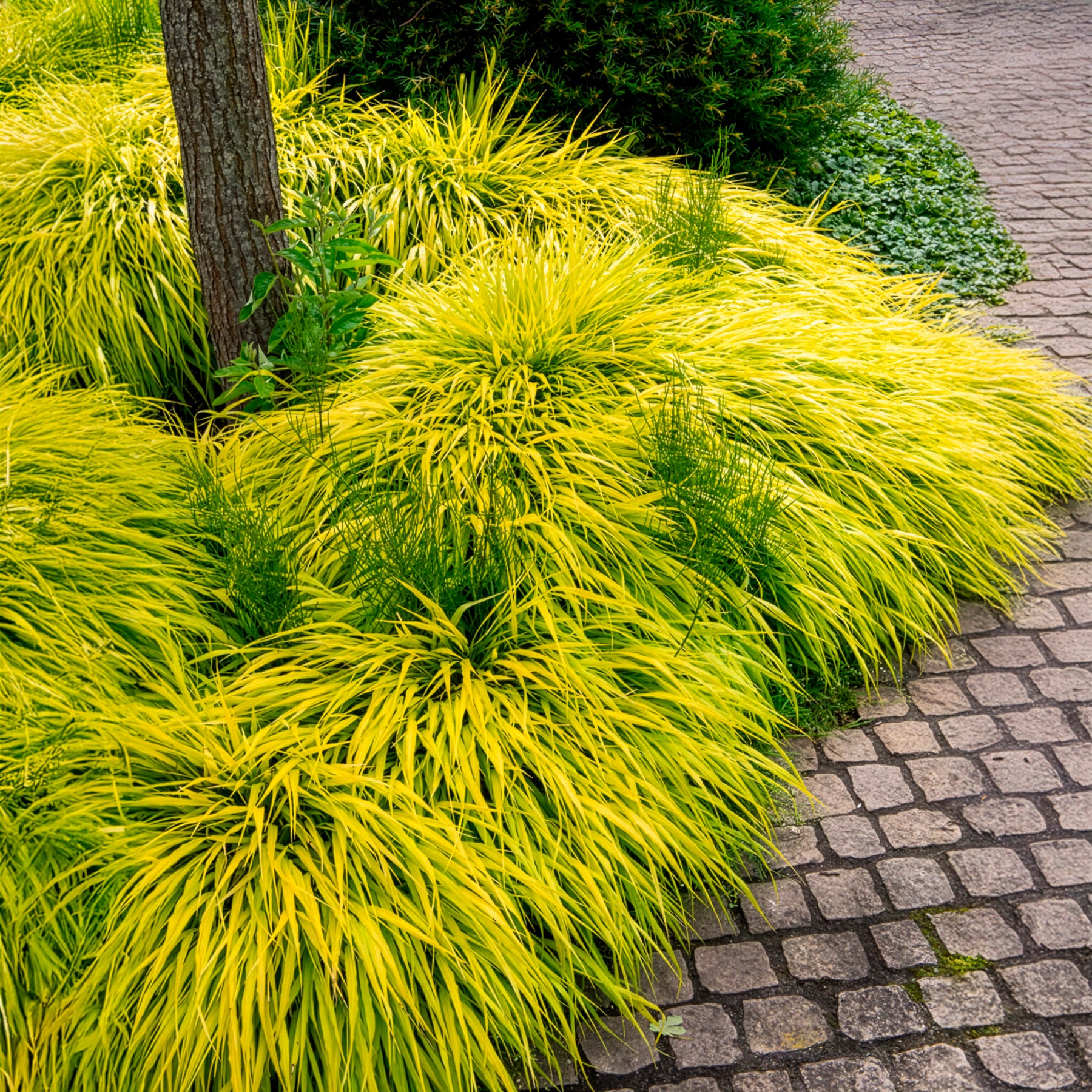 Japans berggras All gold - Hakonechloa macra all gold - Willemse
