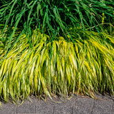 Japanse berggras - Hakonechloa macra aureola - Willemse
