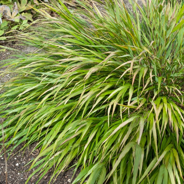 Japans siergras Nicolas - Hakonechloa macra Nicolas - Willemse