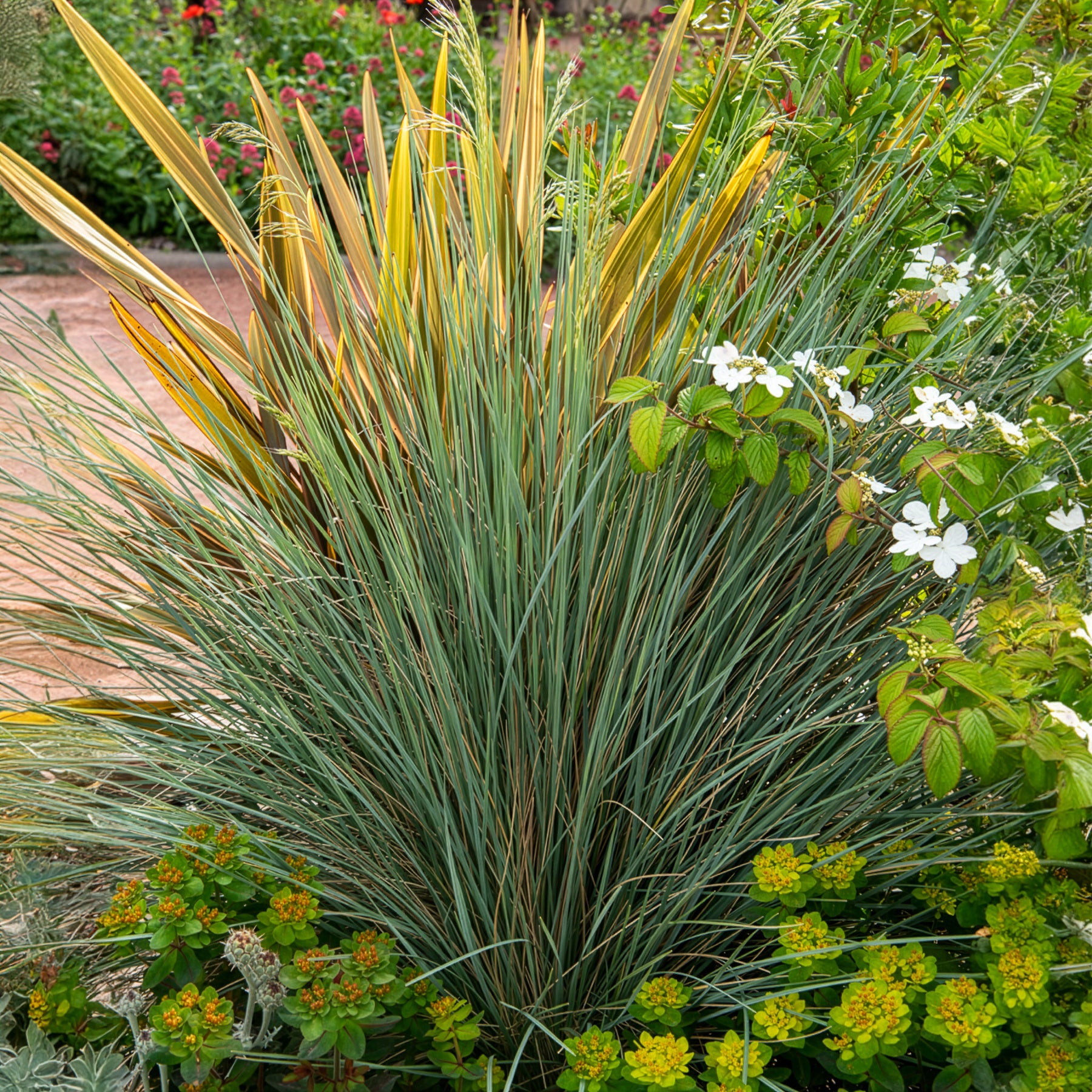 Koeleria glauca - Fakkelgras - Siergrassen